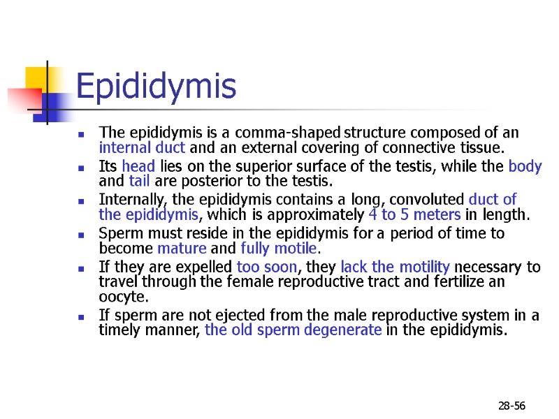28-56 Epididymis  The epididymis is a comma-shaped structure composed of an internal duct